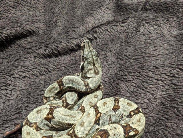 Preview of the first image of Baby Boa Constrictor Imperator.