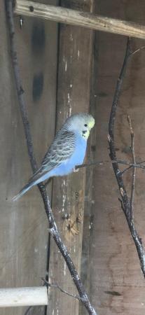 Image 5 of Semi tame baby budgies in Lancashire