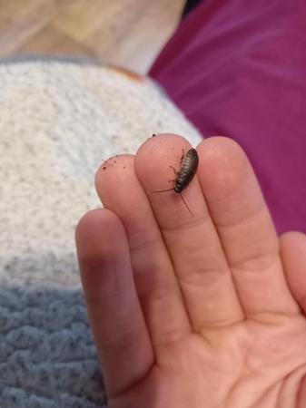 Image 5 of Baby hissing cockroaches 10 for 10 pound
