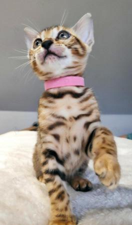Image 5 of Beautiful Bengal Kitten full Pedigre TICA registered female