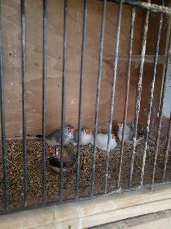 Image 1 of Shuting down aviary all finches for sale