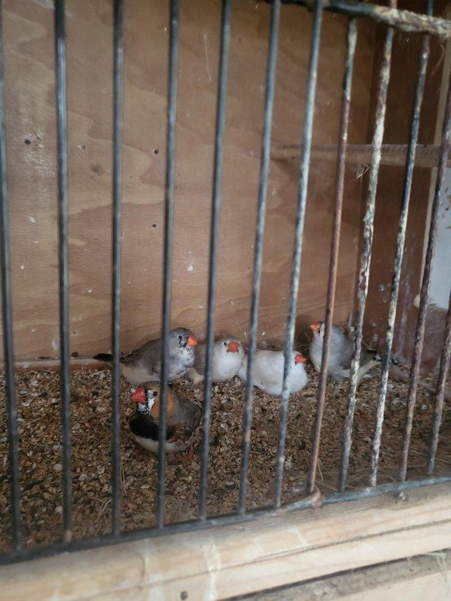 Preview of the first image of Shuting down aviary all finches for sale.