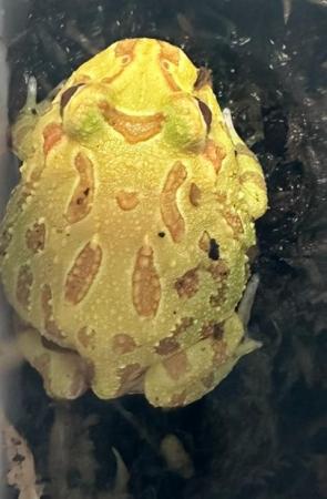 Image 2 of 10 week old Pacman frogs -