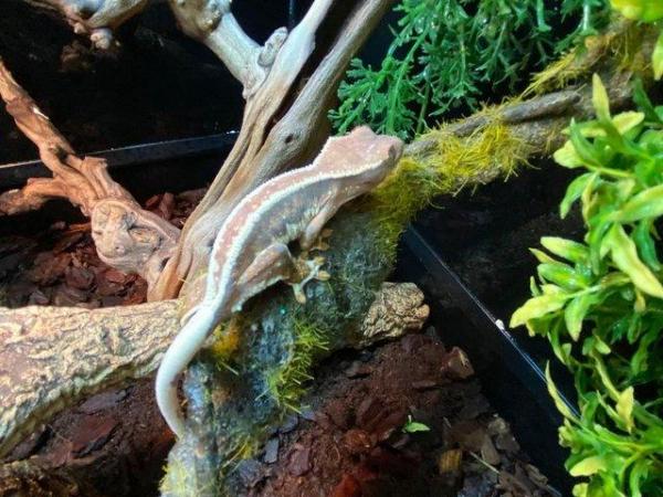 Image 2 of Crested Geckos at Birmingham Reptiles
