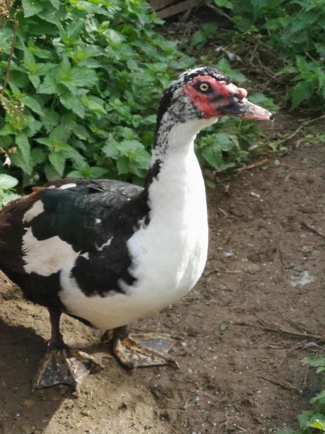 Preview of the first image of Muscovy drakes to good homes only.