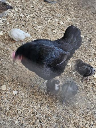 Image 2 of Farmyard cross chicks 4 weeks