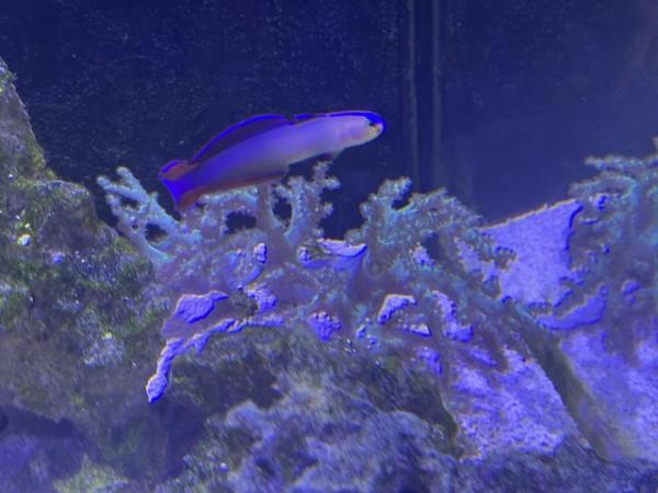 Image 11 of Red Sea Max Nano including fish and corals