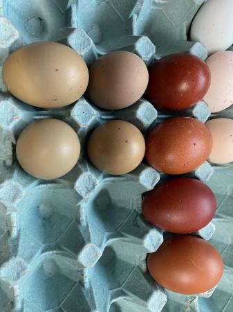 Image 8 of Fertile Eggs -FrenchCopper bk cream leg bars (blue & aut