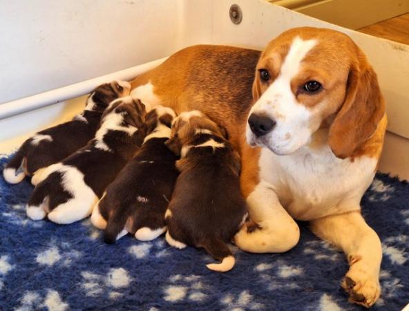 Image 2 of 2 BEAUTIFUL (KC REGISTERED) BEAGLE PUPPIES