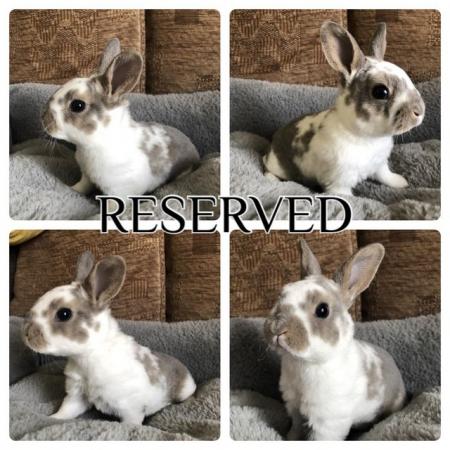Image 5 of *2 LEFT* baby mini rex rabbits ready to reserve