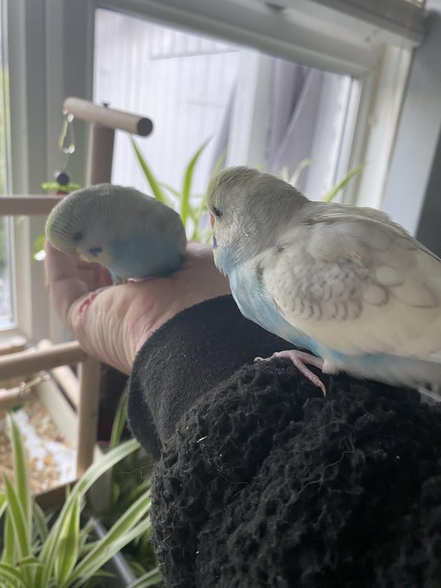 Preview of the first image of BEAUTIFUL HAND TAME BABY BUDGIES.