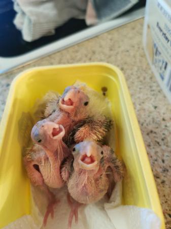 Image 1 of I have 3 cockatiels for sale