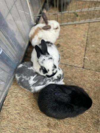Image 11 of Beautiful Pure Breed Mini Lop Kits Bunnies Baby Rabbits