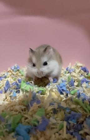 Image 1 of 8 weeks old dwarf roborovski hamster looking for new home