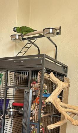 Image 4 of Hahns Macaw female with cage and accessories
