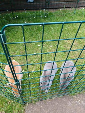 Image 4 of Gorgeous mini rex girls looking for forever homes
