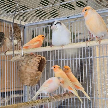 Image 7 of Beautiful healthy canaries and zebra finches for sale
