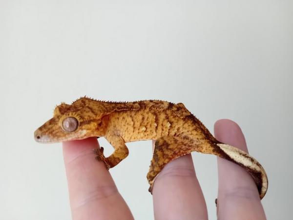 Image 2 of Perfectly Marked Brindle Crested Gecko