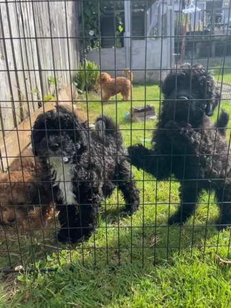 Image 1 of Gorgeous Toy Cavapoos - Ready Now!