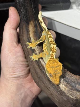 Image 3 of Stunning Tri-Colour Dash Pin Crested Gecko
