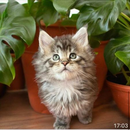 Image 6 of Tica Registered stunning kittens