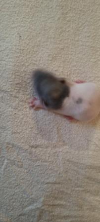 Image 4 of Baby rats looking for forever homes