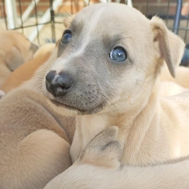Preview of the first image of Stunning litter of whippet puppies, KC reg from show lines.