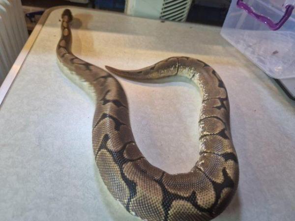 Image 5 of For sale Male spider ball python