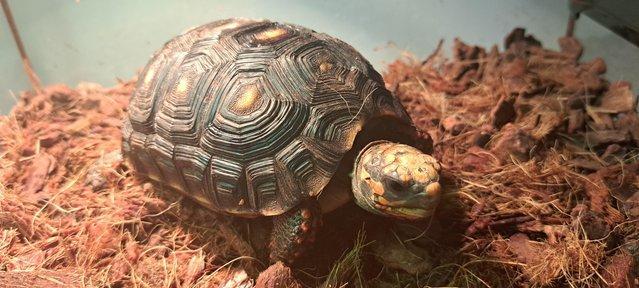 Image 3 of Two Red foot Tortoises With Setup