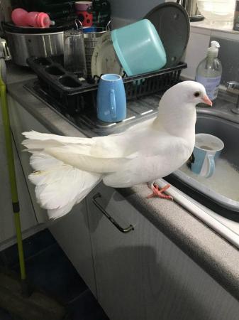 Image 2 of Young Fancy pigeons and doves for sale