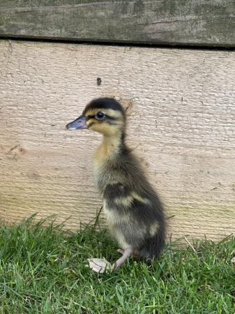Image 2 of Day old Indian runner ducklings. Mixed colours