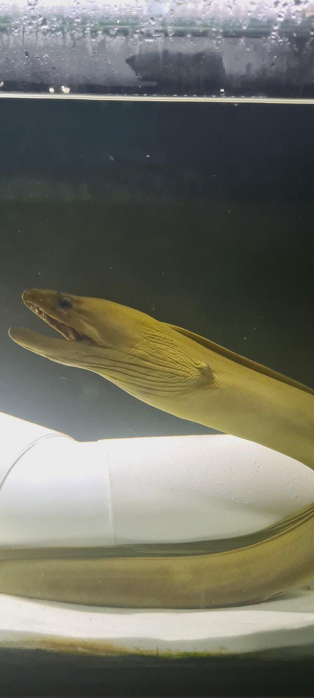 Preview of the first image of AWESOME REDUCED RARE MARINE FISH GREEN MORAY EEL.