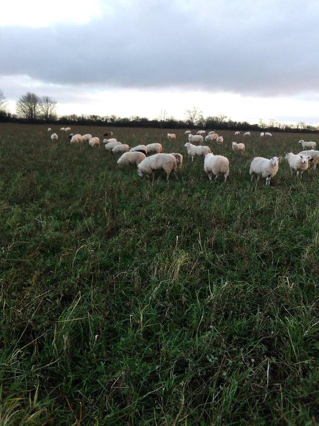 Preview of the first image of Wanted grass grazing for sheep.