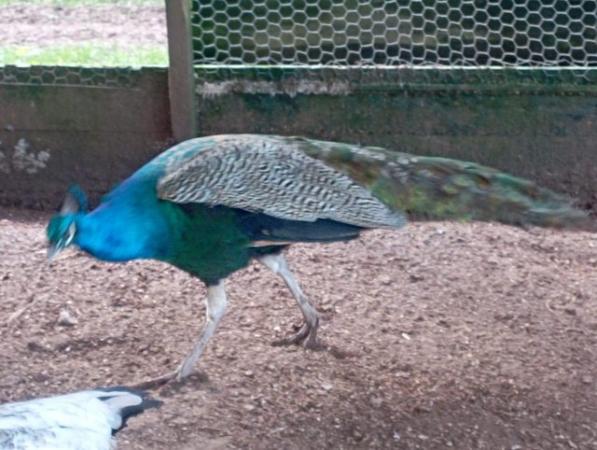 Image 2 of male Indian Blue peacock