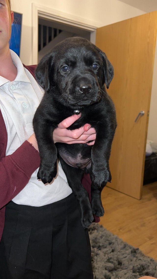 Preview of the first image of Last chunky Labrador pup!!!!!.