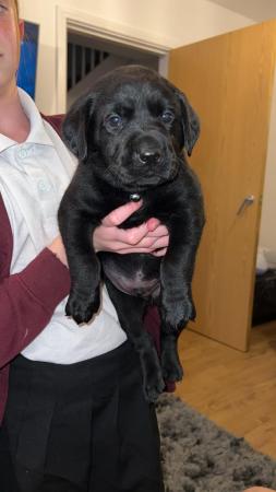 Image 1 of Last TWO Labrador pups!!!