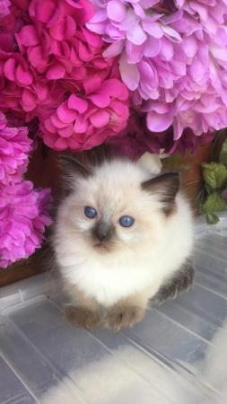 Image 3 of Regis insured fully vaccinated pure Ragdoll kittens £550