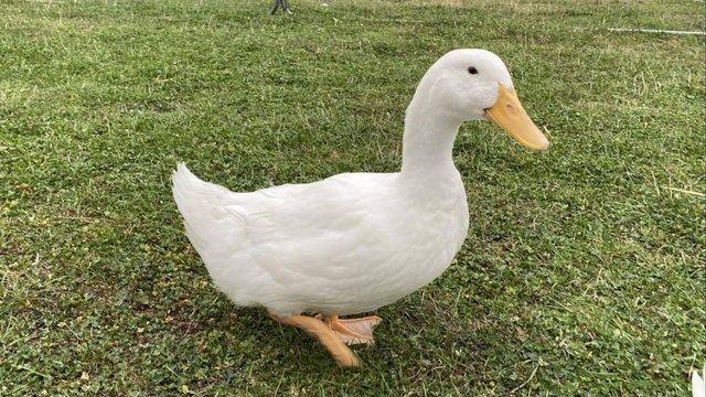Preview of the first image of Beautiful Male Pekin Ducks for sale.