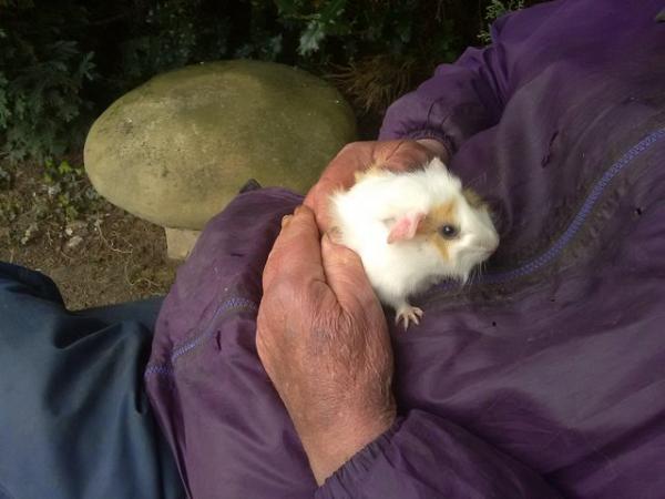 Image 4 of Female Baby Tufted Guinea Pig 8 weeks old