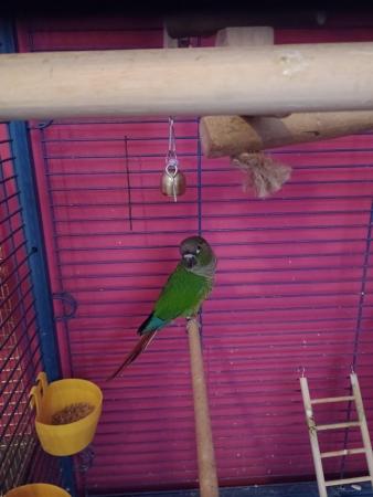 Image 2 of 3mnth old Conure with or without cage