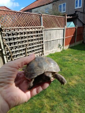 Image 4 of 7 year old Horsfield tortoise