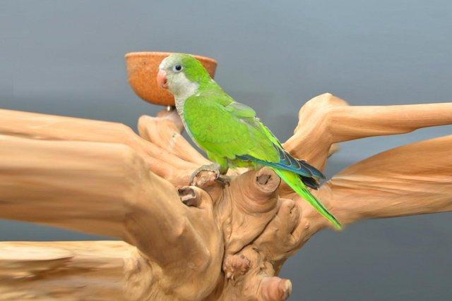 Image 3 of Baby Green Quaker talking parrots,19