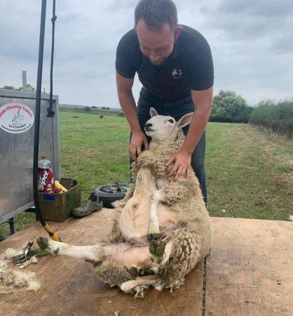 Image 1 of Small Scale Sheep Shearing/Dagging