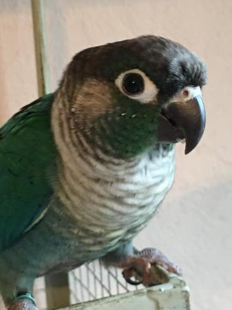 Image 2 of Turquoise green cheek conure Male parrot with dna for sale