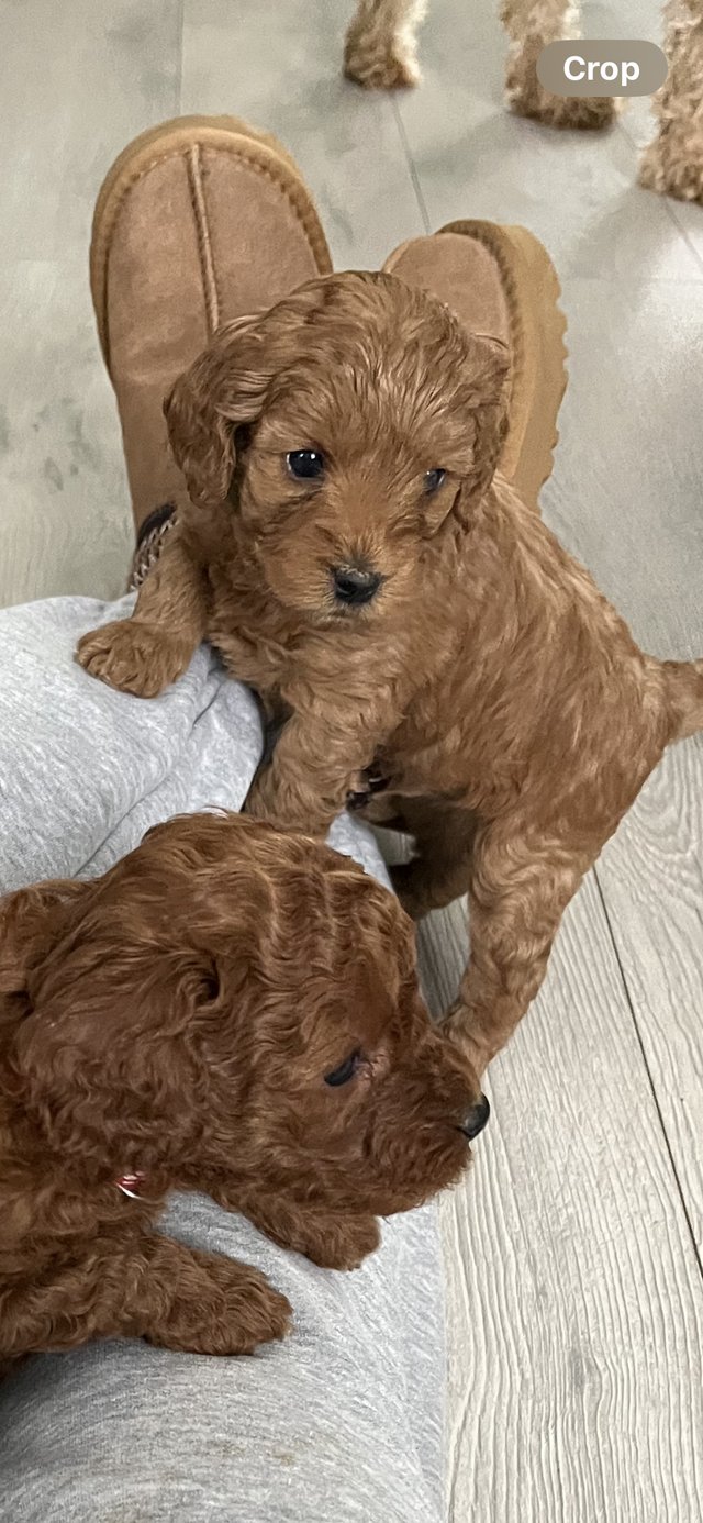 Preview of the first image of Cavapoo f1b puppies 3 boys left.