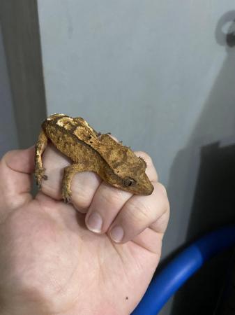 Image 4 of 4 baby crested geckos for sale