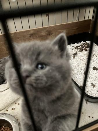 Image 5 of Beautiful British blue short hair kittens