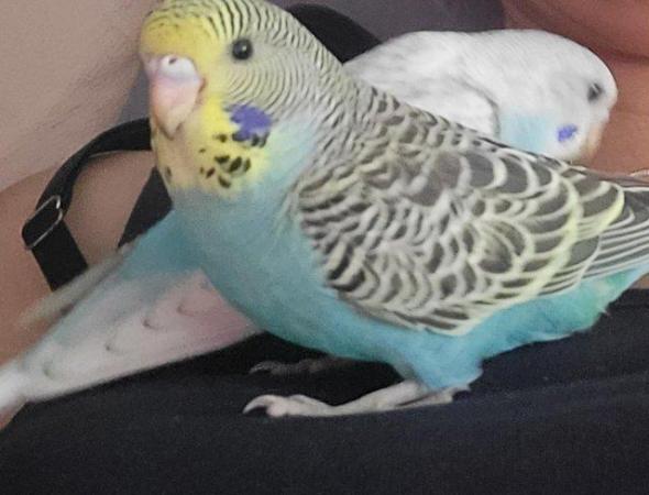 Image 1 of 2 eleven month old female budgies