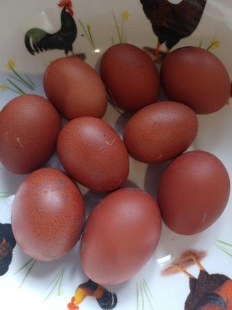 Image 1 of X6 Maran fertile hatching eggs