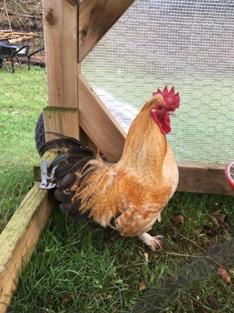 Image 1 of Pilkie Cockerel for sale - 12 months